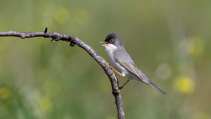 Menetries`s Warbler perched on a branch. © Mehmet