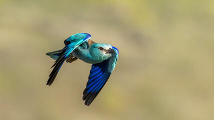 Obraz premium European Roller captured in flight.