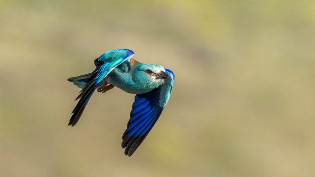 European Roller captured in flight.