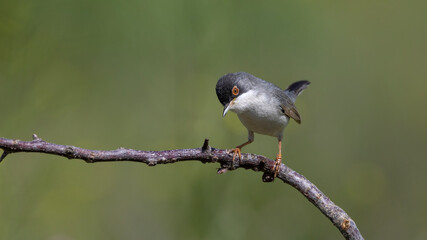 Menetries`s Warbler © Mehmet