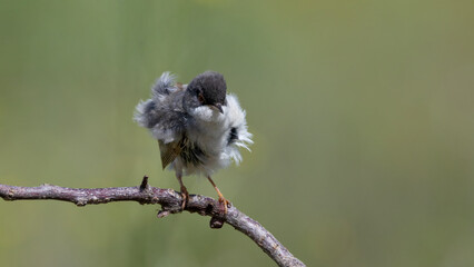 Menetries`s Warbler © Mehmet