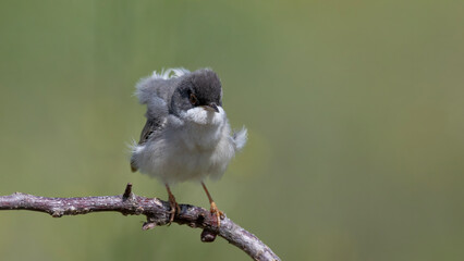 Menetries`s Warbler © Mehmet