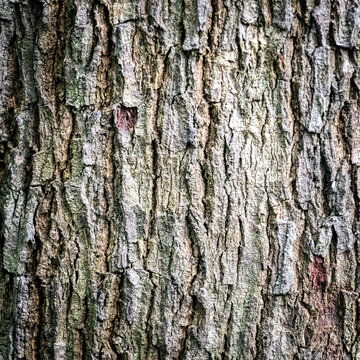 Dramatic Dark Bark Texture of Sterculia dawei