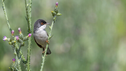 Menetries`s Warbler perched on a branch. © Mehmet