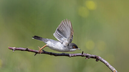Menetries`s Warbler perched on a branch. © Mehmet