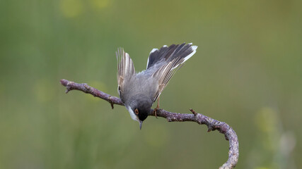 Menetries`s Warbler perched on a branch. © Mehmet