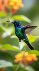 Fototapeta premium Vibrant Green Hummingbird Hovering Near Orange Flowers in Lush Garden