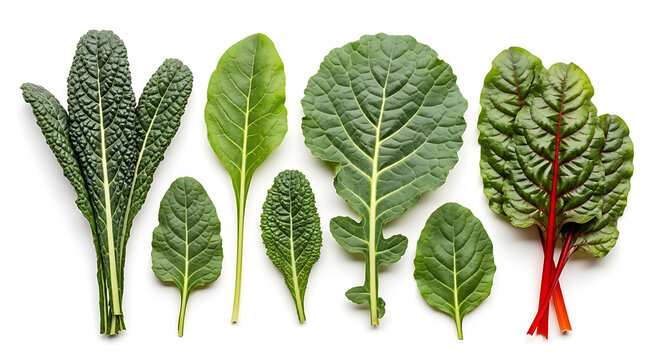 Green leafy vegetable broccoli set with stems and isolated sprigs