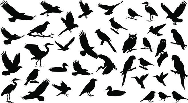 Bird silhouettes collection on a white background