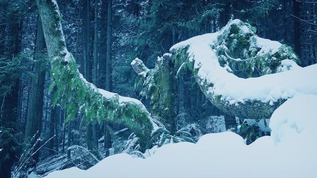 Forest Trees Buried In Snow Moving Shot