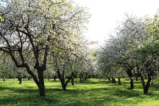 apple tree in spring