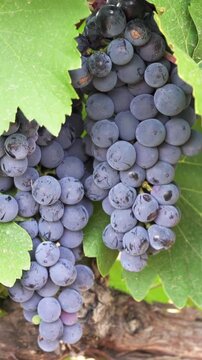 bunch of red grapes in a vineyard.