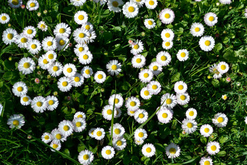 Daisies (Bellis) bloom in May © Lumatis