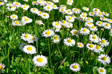 Daisies (Bellis) bloom in May © Lumatis