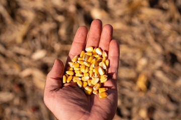 Fototapeta premium Corn kernels closeup with yellow texture and detail. Corn seeds in hand showing farming and harvest. Maize grain with crop yield and agriculture concept. Grain food with natural organic.