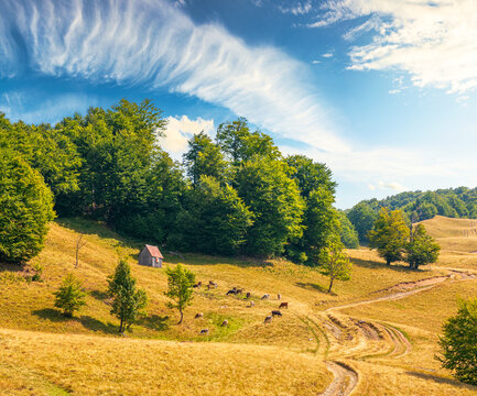 view of mountain meadow at noon. countryside summertime landscape with beech forest on the grassy field on hill. fluffy clouds on a bright blue sky. alpine background for travel through highland