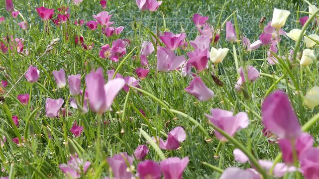 A smooth camera dolly push in moves slowly through a vibrant patch of blooming pink and white California poppies (Eschscholzia californica). The delicate cup-shaped petals and slender green stems sway