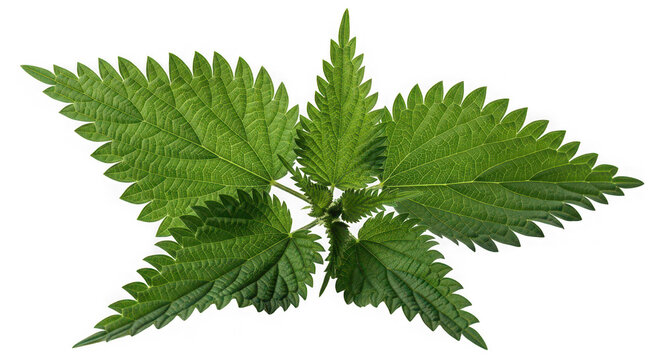 Fresh green stinging nettle leaves isolated on transparent background