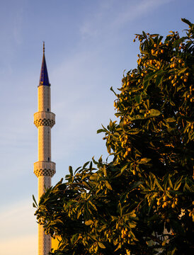 Vertical shots of a modern Turkish mosque minaret framed by a lush loquat (erik/yenid&uuml;nya) tree at golden hour.