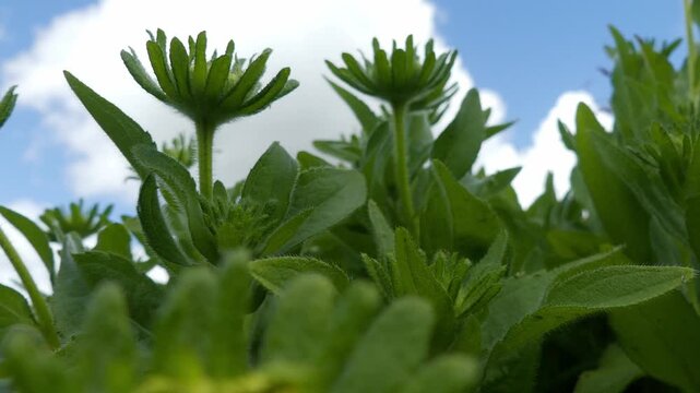 A smooth low-angle camera push in tracking shot moves through a cluster of unseasoned green flower buds and lush foliage (Asteraceae / Rudbeckia). The young plants are framed against a beautiful brigh