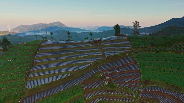 Aerial view of the terraced agricultural fields of Dieng with plastic mulch covering the crops under a soft morning sky in Kejajar, Central Java, Indonesia.