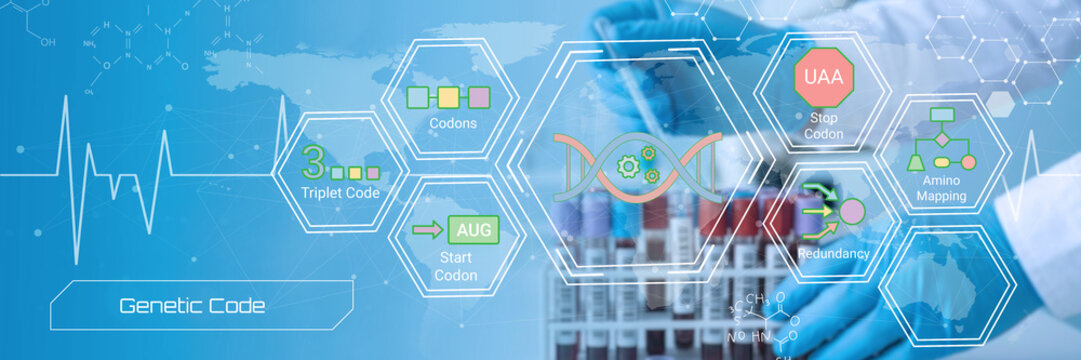 Illustrative infographic explaining the genetic code with codons triplet sequences start stop and amino mapping