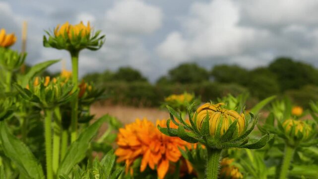 A steady camera panning tracking shot moves to the right across a field of opening yellow rudbeckia flower buds, commonly known as black-eyed Susans. The bright orange-yellow petals emerge from their 