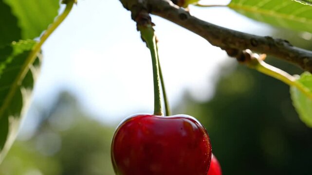 Close-up of a single ripe cherry hanging from a tree branch with sunlight in the background