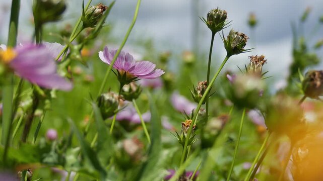 A smooth, low-angle camera panning tracking shot moves to the left through a field of blooming pink cosmos flowers (Cosmos bipinnatus). The delicate striped pink petals and unique spiky green flower b