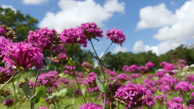 A smooth low-angle camera push in tracking shot moves through a dense, vibrant field of blooming pink Silene armeria (Sweet William catchfly) flowers. The vivid pink clusters are framed against a beau