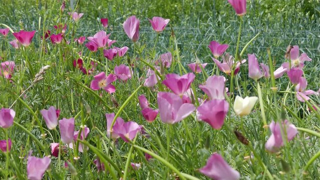 A smooth camera dolly pull out moves backward to reveal a vibrant patch of blooming pink and white California poppies (Eschscholzia californica). The delicate cup-shaped petals and slender green stems
