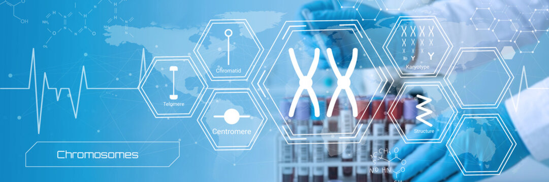 Modern scientific illustration depicting genetic components chromosomes telomere centromere karyotype and genetic research elements