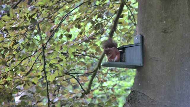 Red squirrel eating nuts in peaceful Dutch forest garden