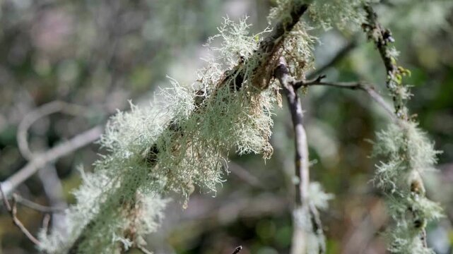 Close-up of Usnea lichen in the forest