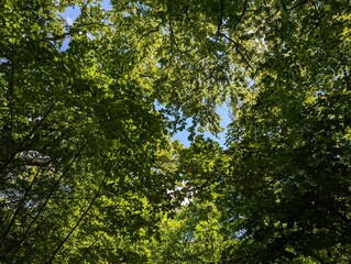 Fototapeta premium Baumkronen im Plänterwald in Berlin-Treptow – Dichtes Blätterdach im urbanen Waldgebiet