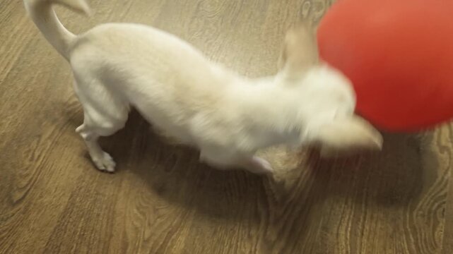 Small white dog jumps excitedly to catch a red ball while playing indoors on a wooden floor, showcasing its playful nature and agility in a cozy living space