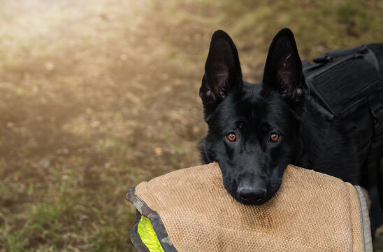 Black German Shepherd in tactical vest lying on bite sleeve outdoors, alert and focused with intense eyes, working dog portrait on training ground.