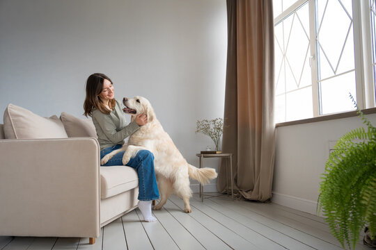 Young woman sitting on sofa petting golden retriever standing on hind legs with paws up, warm moment in bright cozy living room. Life with dog concept