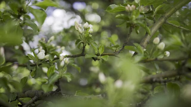 Apple tree blossoms swaying gently in a breeze