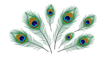 Fototapeta premium Peacock feathers illustration on white background