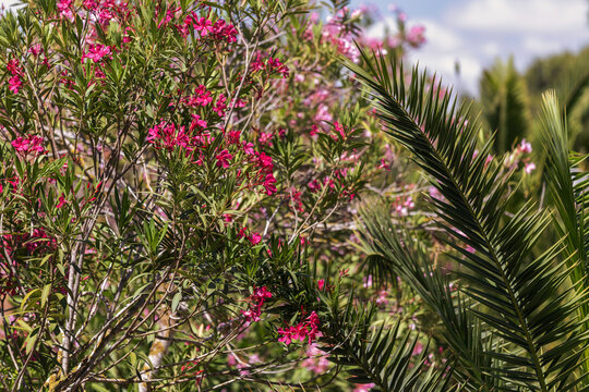 Palmiers et de lauriers roses en fleurs