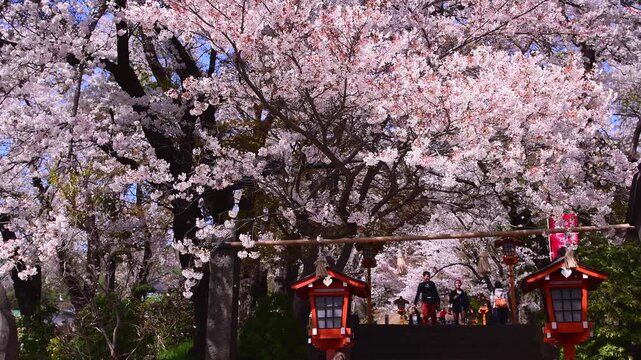 満開の桜と富士浅間神社の参道と観光客