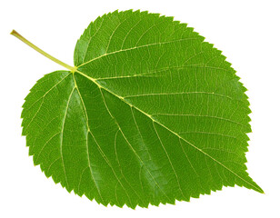 Fototapeta premium Green elm leaf showing detailed venation on white background