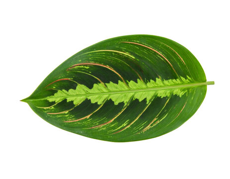 Maranta leuconeura leaf isolated on white background