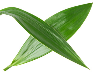Obraz premium Yucca leaves crossing creating a natural diagonal green shape