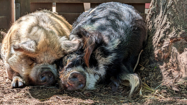Two Kunekune pigs lying on the ground. 