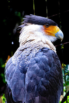 Aguila Arpia Animales Costa Rica