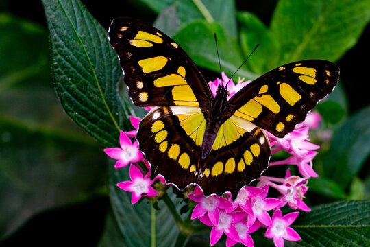 Animales Costa Rica