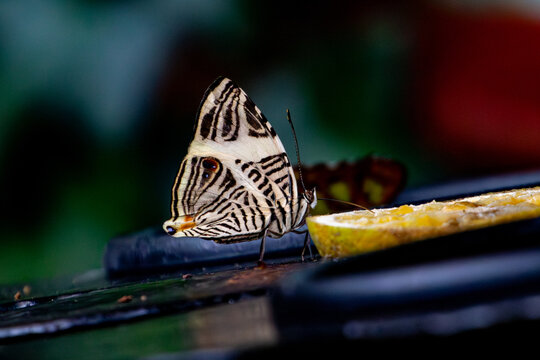 Mariposa Cebra Animales Costa Rica