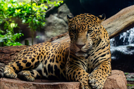 Jaguar o Pantera Onca Animales Costa Rica